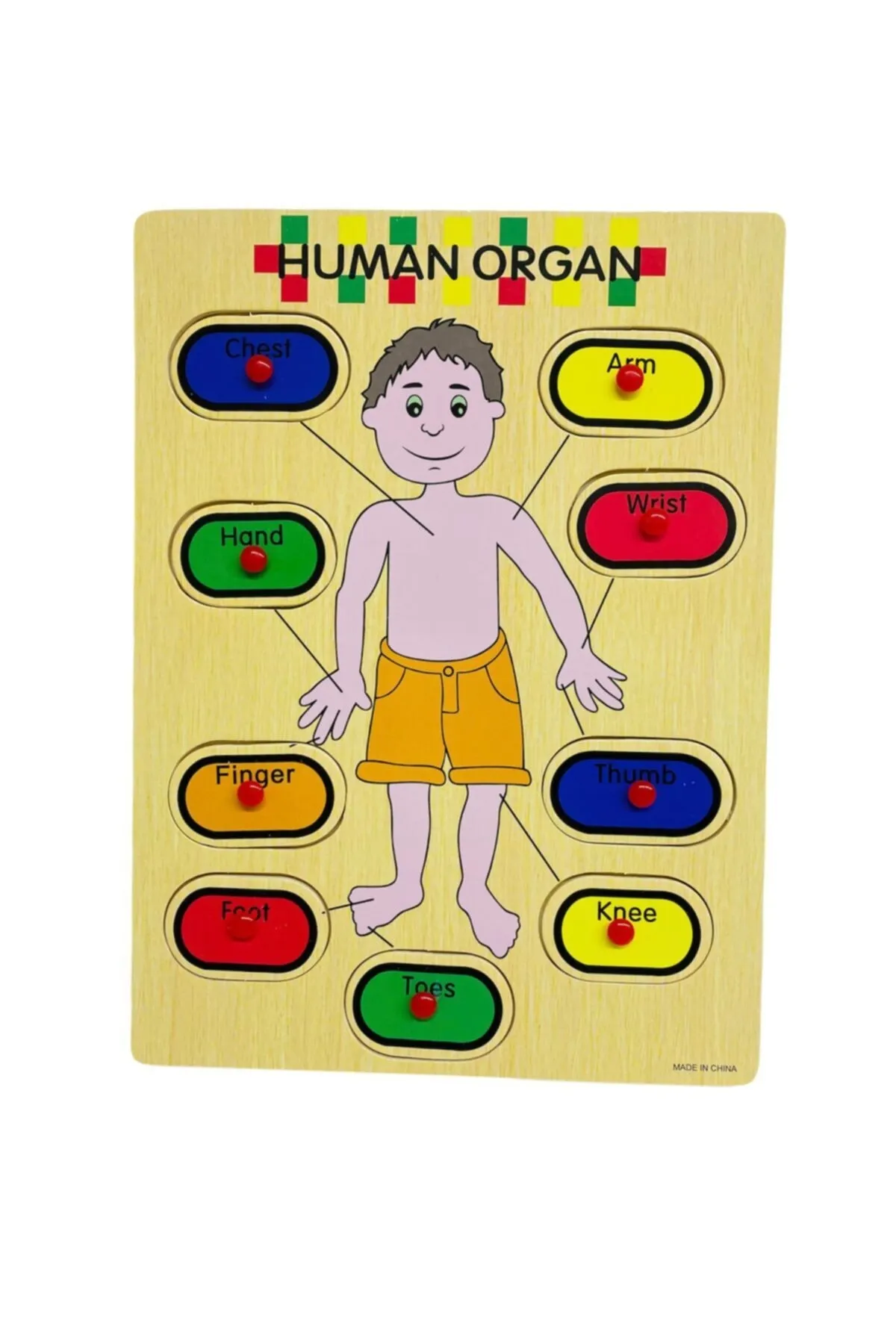 Ahşap%20Tutmalı%20İngilizce%20Organ%20İsimleri%20Puzzle