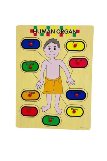 Ahşap Tutmalı İngilizce Organ İsimleri Öğrenme