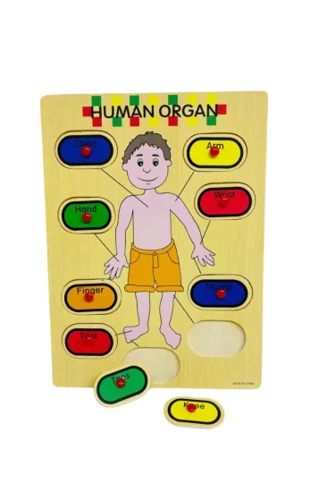 Ahşap Tutmalı İngilizce Organ İsimleri Öğrenme